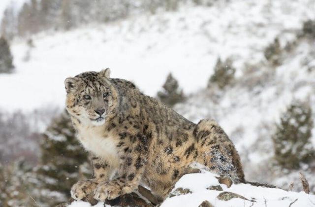 Embark on an extraordinary expedition to track and encounter the snow leopard