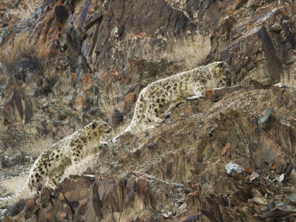 Embark on an extraordinary expedition to track and encounter the snow leopard