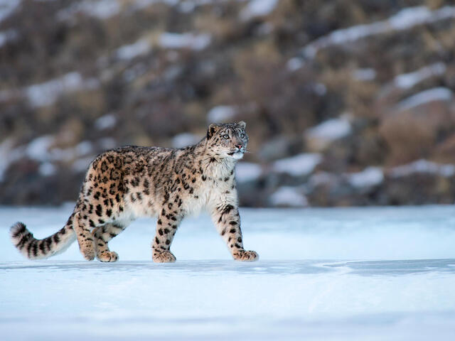 Embark on an extraordinary expedition to track and encounter the snow leopard