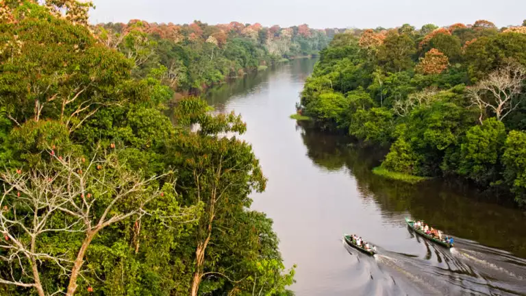 Venturing into the Heart of the Amazon Rainforest