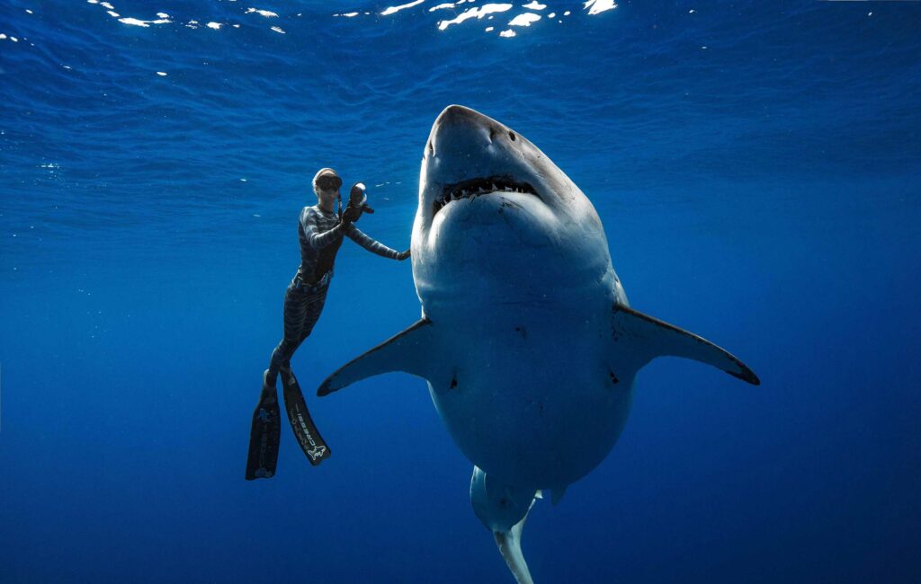 Read more about the article Scuba diving with the legendary Great White Sharks