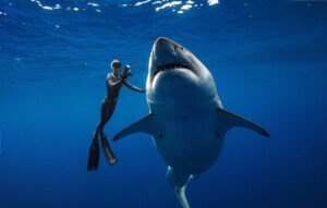 Scuba diving with the legendary Great White Sharks