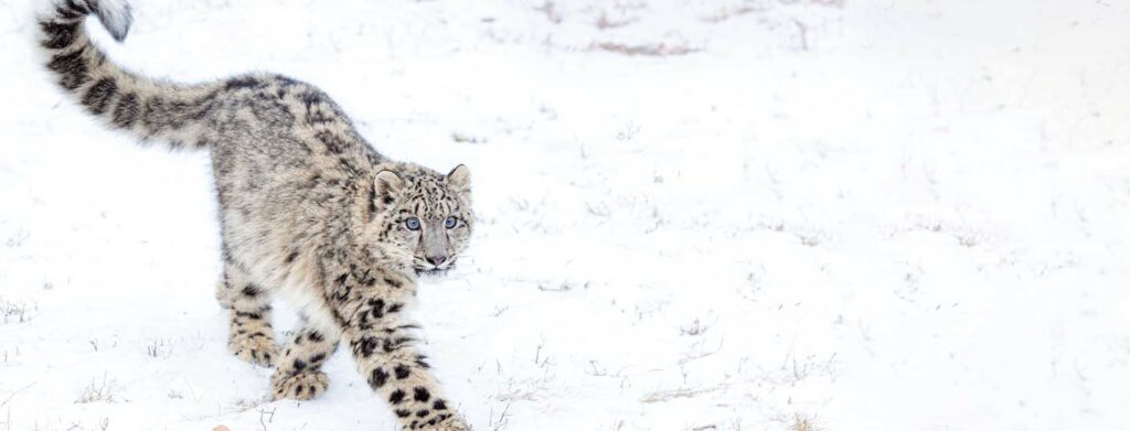 Read more about the article Venturing into the Wilds to Hunt the Elusive Snow Leopard